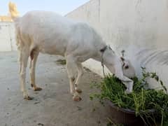 Gulabi bakri for sale | 70kg+ Gulabi Goat for Qurbani 2025