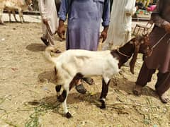 Pure Kamori Chambar Breed 2Daant long height best for qurbani and bred
