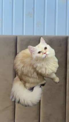 Cat for sale