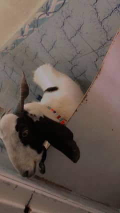 Khassi bakra 2 daand