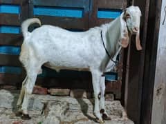 pure Rajanpuri & pure Kamoori Punjab breed 2dant khassi & Andu Qurbani
