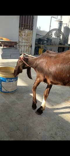 2 danth khasi Bakra