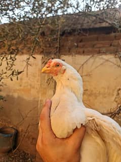 Heera Female For Sale