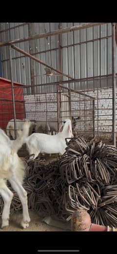 ranjan puri white bakery for qurbani