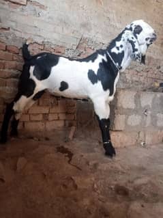 Bakra