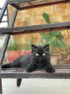 Persian cat for sale triple coated