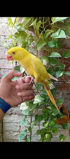 yellow