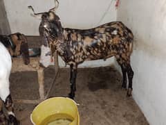 2 dant bakra 25 kg