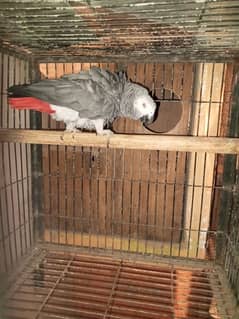 African grey parrot male breeder with cage and breeding box