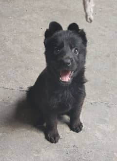 Black Long Coat German Shepherd Puppy