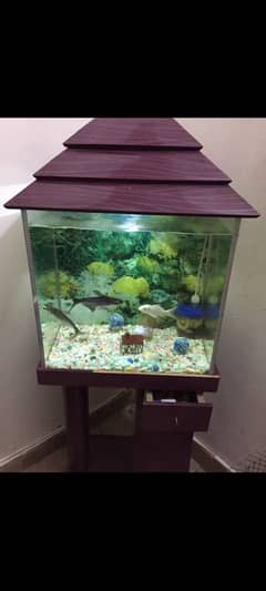 fish aquarium with fish