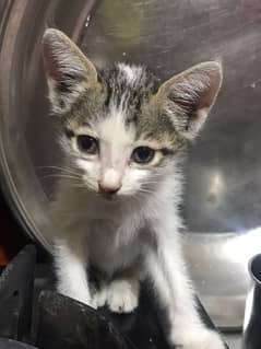 kitten for adoption