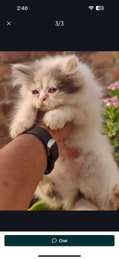 Persian cat for sale male or female my WhatsApp 0328=2023059