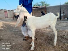 goat bakra for 2026