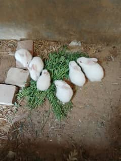 Cute Bunnies & Male Rabbits