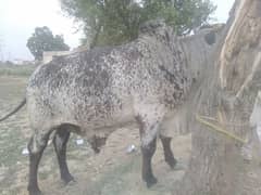 Watcha/Bulls for sale weight 200kg 5mon