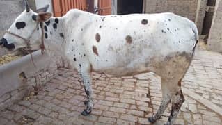 cow