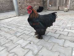 feathered feet