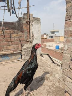 Aseel