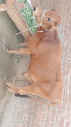 Dondh wachaa kum rate me gosht 2man ya 2man k kareeb