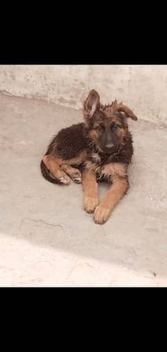 German