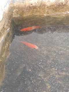 koi