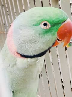 RAW ALEXANDER BREEDER MALE PARROT FOR SALE.