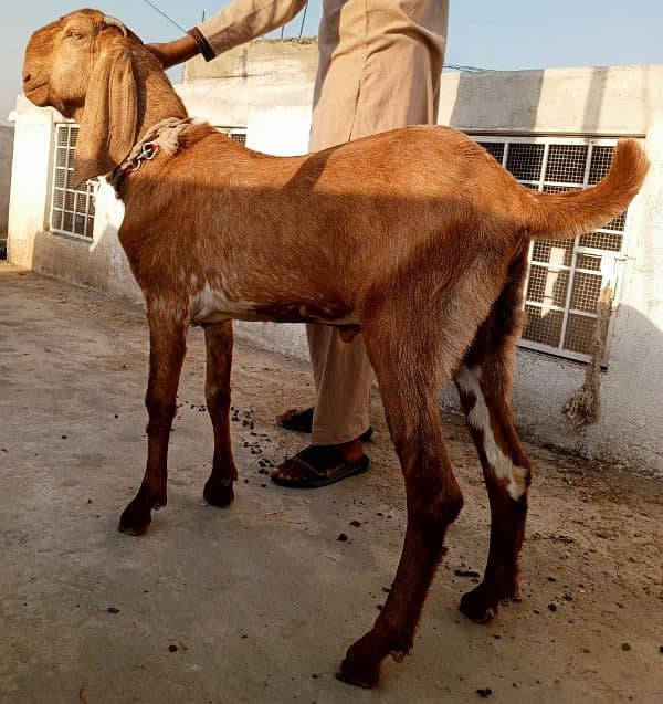 Maki cheena Bakra 2dant | Bakra for Eid | Bakra for sale - Goats ...