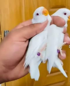 albino red eyes  breeder