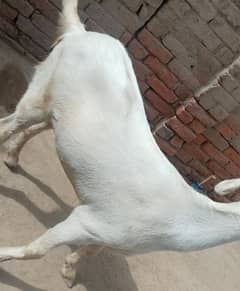 salaam walekum Bakra avail hai