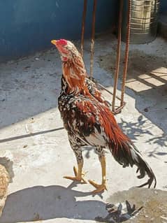 Galwa aseel