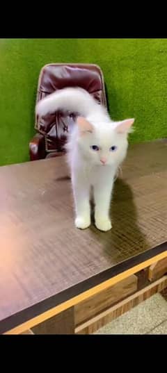 Persian