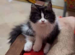 Persian