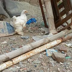 heavy puff hen and golden misre chikes ha
