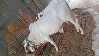 bachra