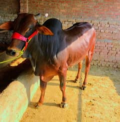 Bachra | Katta | Wacha | Cow | Qurbani k janwar | Bulls | بھنس | گائے