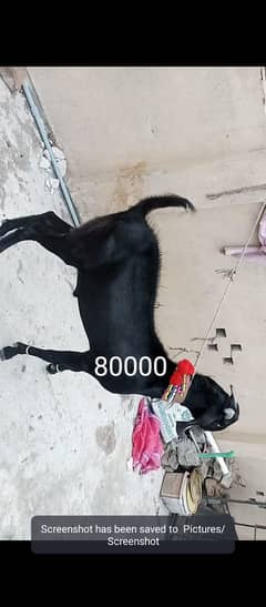 Qurbani Bakra for sale