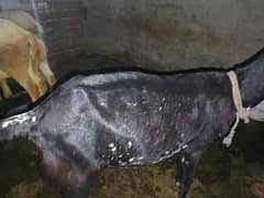 for Qurbani Bakeri  and Beedh