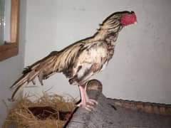 Aseel patha