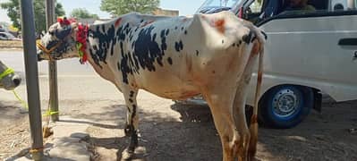 Qurbani