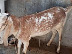 Bakri for qurbani