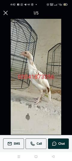 Aseel chicks