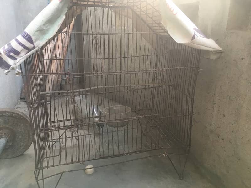 cage parrots 0