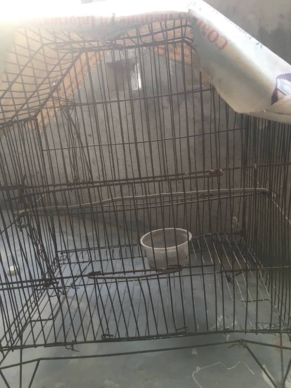 cage parrots 1