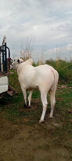 Fateh Jangi bull for sale Contact 03125173572/03130026074