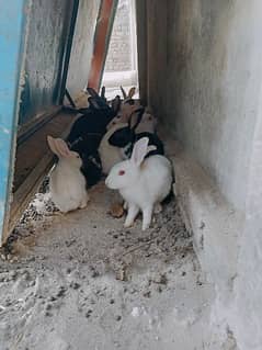 Rabbits