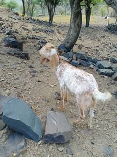 2 Female goats for sale urgently needed people contact me