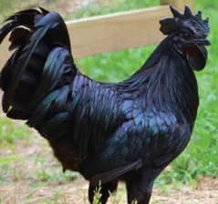 Polish hen and Ayam cemani for sale is num pay contant kary0395759916