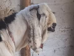 bakery qurbani
