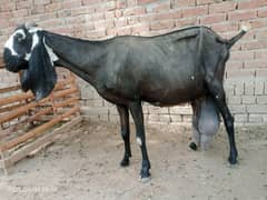 pregnant beetal amratsari